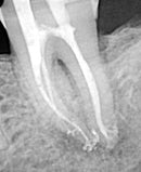 Webinar with Dr Steve Buchanan